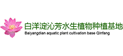 白洋淀沁芳水生植物種植公司 白洋淀沁芳水生植物種植公司