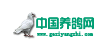 中國(guó)養(yǎng)鴿網(wǎng)